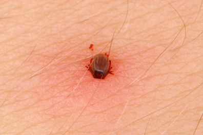 Tique en cours d'alimentation